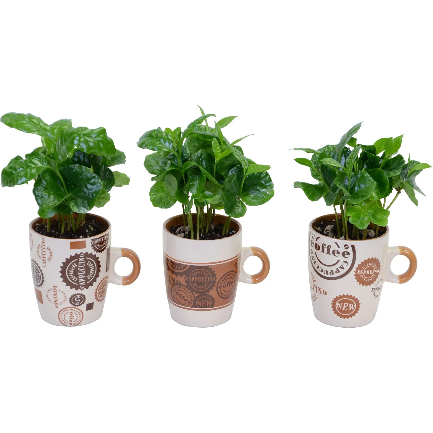 Coffea in tazzina da caff  6 cm acquista da OBI