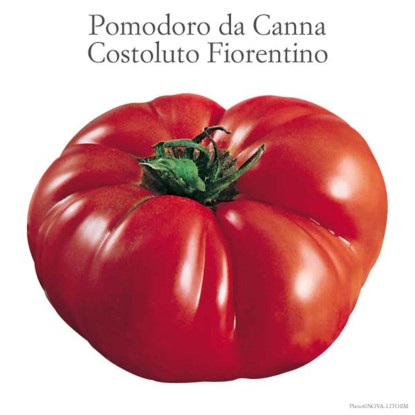 Pomodoro costoluto fiorentino vaso 10 cm