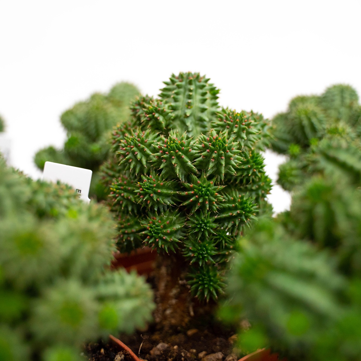 Alberello Rhaphyolepis Vaso 22 - Altezza 80-100cm, Pianta Sempreverde - Foto 2