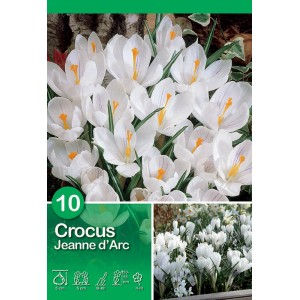 Crocus bianco 'Jeanne d'Arc', bulbi a fioritura primaverile per giardino e vaso.