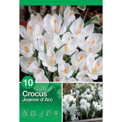 Crocus Jeanne darc 10 pz