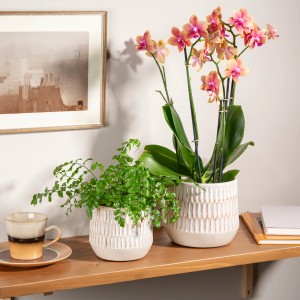 Scheurich vaso Mavi Alabaster, Ø 13cm, con pianta e decorazione su mensola in legno.