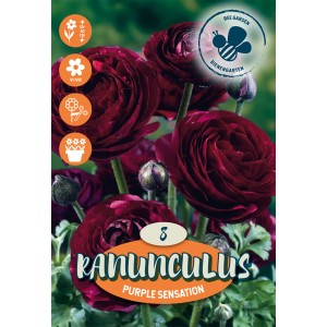 Confezione di Ranuncoli Purple Sensation: bulbi di fiori viola per aiuole e vasi.