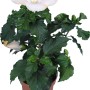 Ibisco rosa Hawaii Mix in vaso, ca. 13 cm Ø, con fiore bianco.