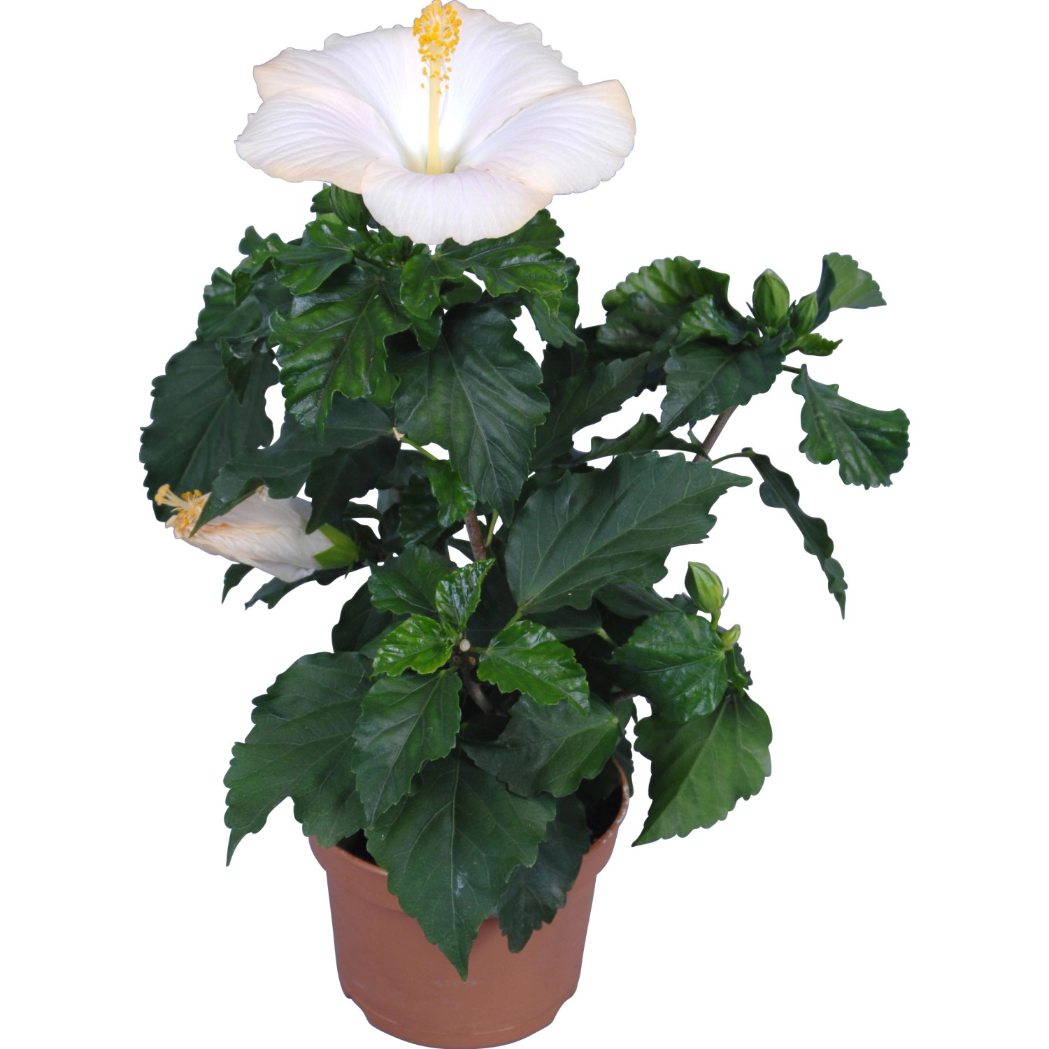 Ibisco rosa Hawaii Mix in vaso, ca. 13 cm Ø, con fiore bianco.
