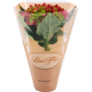 Ortensia da interno in sacchetto regalo, vaso ca. 8,5 cm, Hydrangea macrophylla, fiore rosso.