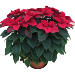 Stella di Natale rossa in vaso, decorazione festiva.