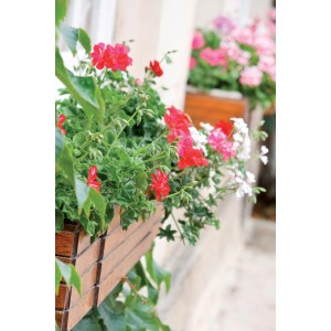 Piante da balcone fiorite (gerani) in cassette di legno su una parete di casa.