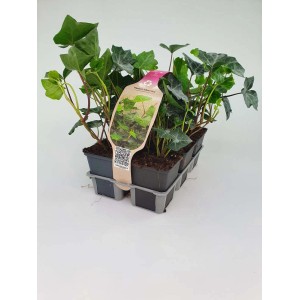 Edera 'Hibernica' confezione da 6 in vaso, pianta rampicante verde per muri e facciate.