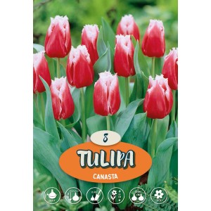 Tulipani Canasta: Fiori di tulipano rosso e bianco, ideali per aiuole e vasi.