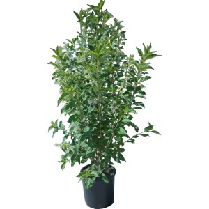Ortensia paniculata in vaso con foglie verdi e fiori bianchi.