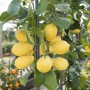 Albero di limone con limoni gialli maturi. Ideale per il tuo giardino.