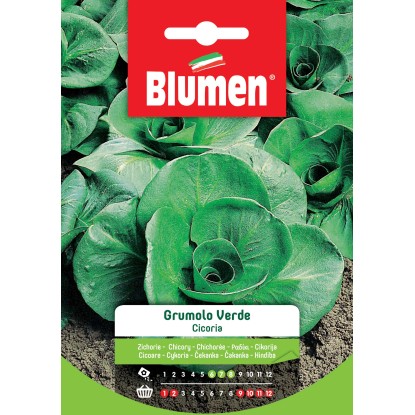 Semi Cicoria a grumolo verde