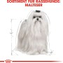 Illustrazione di un cane Maltese, immagine del prodotto Royal Canin Maltese Adult cibo secco.
