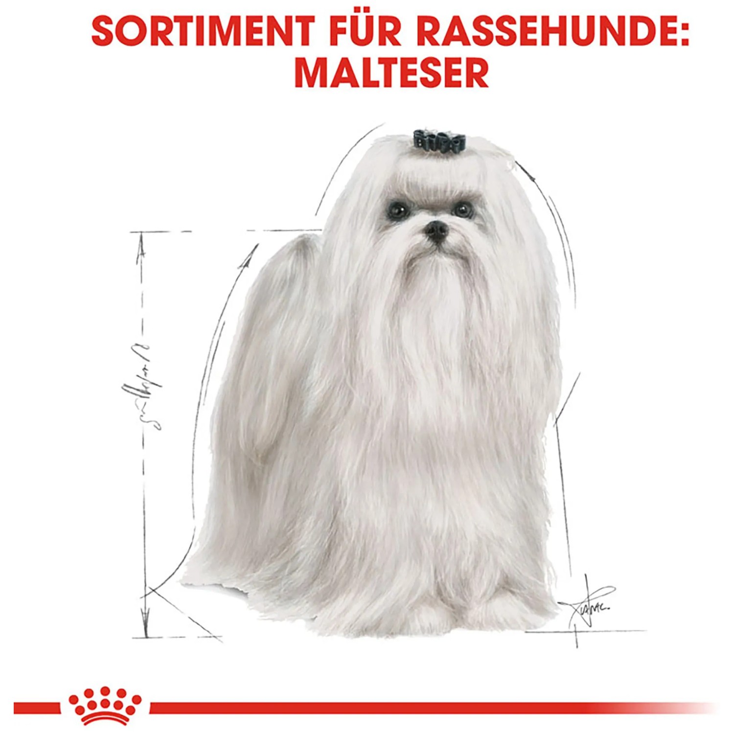 Illustrazione di un cane Maltese, immagine del prodotto Royal Canin Maltese Adult cibo secco.