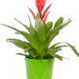Mix di bromelie in vaso verde, ca. 13 cm Ø. Pianta d'appartamento decorativa con fiore rosso.