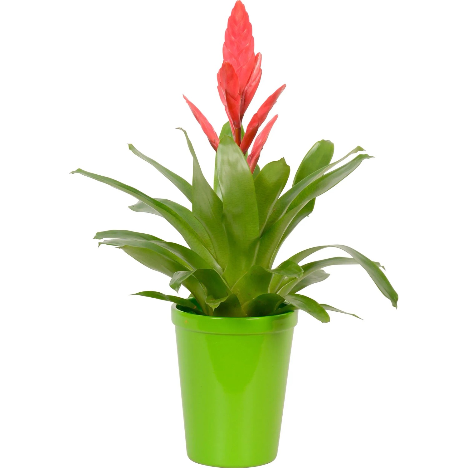 Mix di bromelie in vaso verde, ca. 13 cm Ø. Pianta d'appartamento decorativa con fiore rosso.