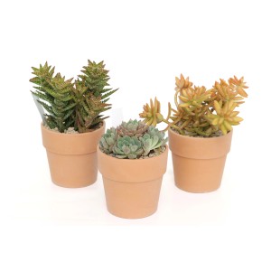 Tre diverse piante grasse in vasi di terracotta. Piante da interno decorative.