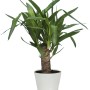 Vaso Scheurich 808 Panna, Ø 19 cm, con yucca in vaso bianco.