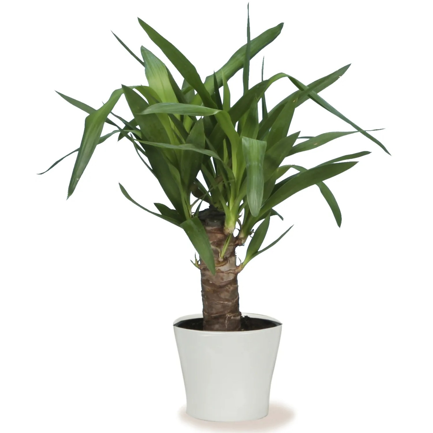 Vaso Scheurich 808 Panna, Ø 19 cm, con yucca in vaso bianco.