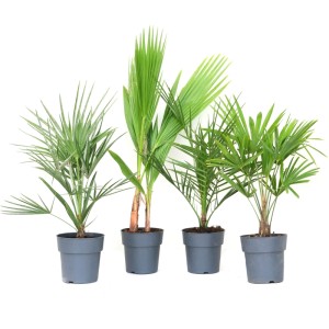 Mix di palme GROW by OBI H 30 cm vaso da 3 litri