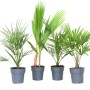 GROW by OBI: Mix di 4 palme in vaso, alte circa 30 cm. Piante decorative da interno e balcone.