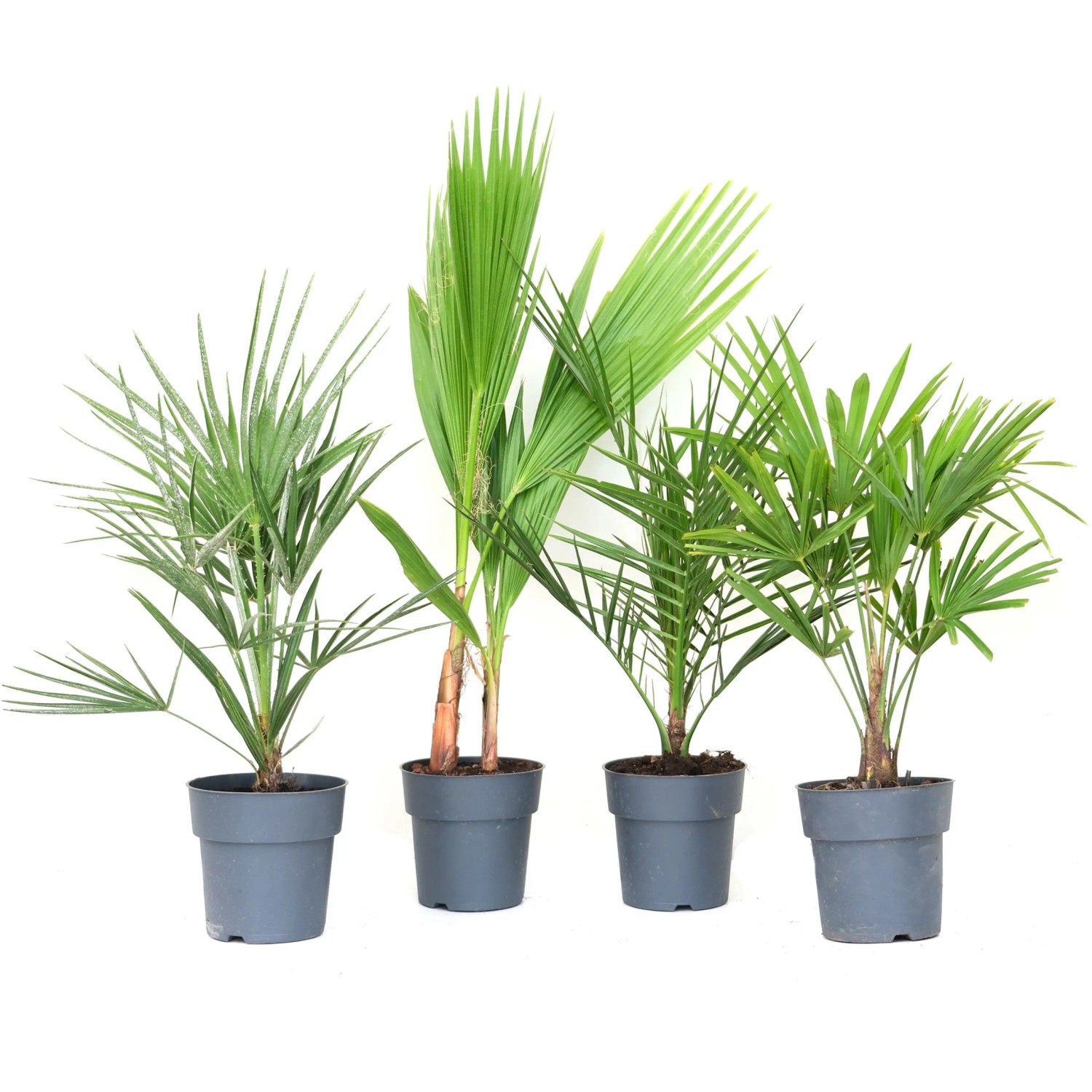 GROW by OBI: Mix di 4 palme in vaso, alte circa 30 cm. Piante decorative da interno e balcone.