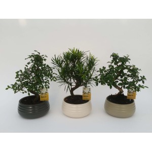 Tre diversi alberi Bonsai in vasi decorativi.