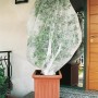 Pianta in vaso con rete di protezione, Categoria: Teli e reti di protezione.