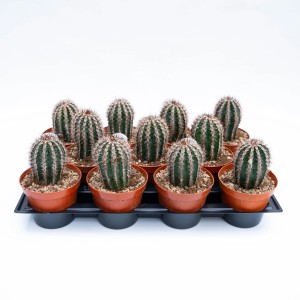 Molti cactus Echinacea in vaso su un vassoio.