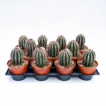 Echinopsis Haku-jo Maru cactus da fiore in vaso 12 cm