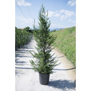 Cipresso Leyland in vaso, pianta di cipresso verde per giardino e terrazzo.