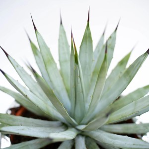 Cactus blu-verde con spine scure e appuntite.