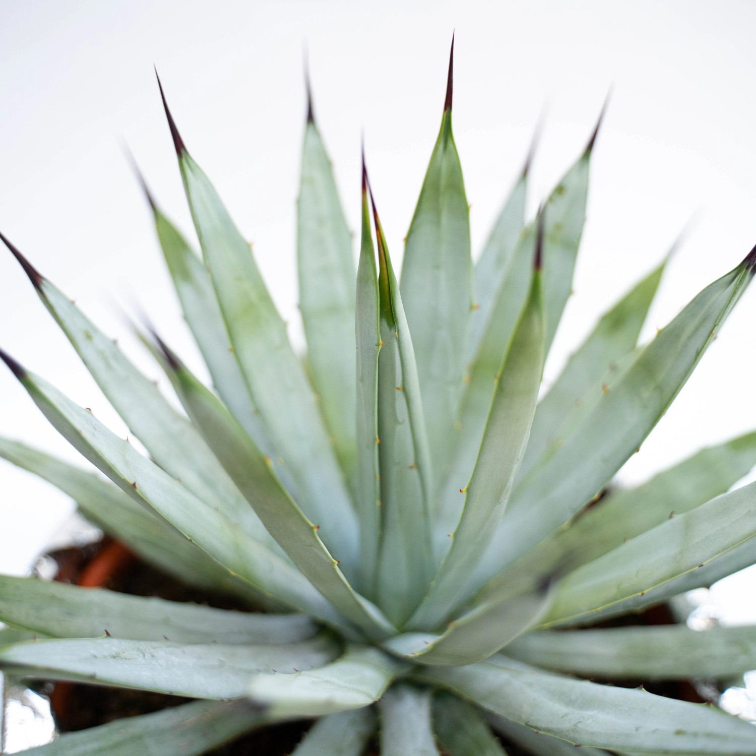 Agave grande con coprivaso in tessuto vaso Ø 25 cm OBI