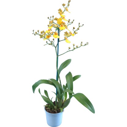 Orchidea Oncidium 1 ramo giallo vaso 12 cm