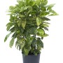 Aucuba dorata in vaso, foglie decorative per siepi e fioriere.
