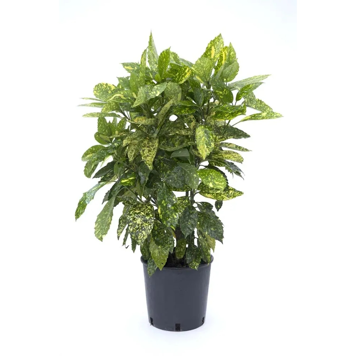 Aucuba dorata in vaso, foglie decorative per siepi e fioriere.