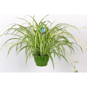 Falangio (t.b.t.) in vaso verde, pianta d'appartamento decorativa per interni.