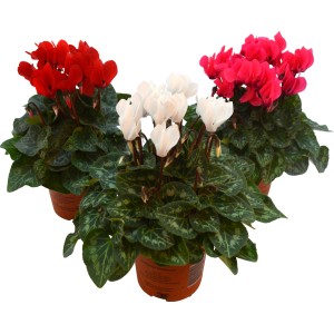 Tre piante da vaso fiorite (rosso, bianco, rosa) della categoria Piante da vaso con fiori.