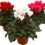 Tre piante da vaso fiorite (rosso, bianco, rosa) della categoria Piante da vaso con fiori.
