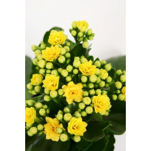 Kalanchoe Rosalina gialla in vaso, Kalanchoe Bossfeldiana con fiori doppi.