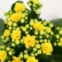 Kalanchoe Rosalina gialla in vaso, Kalanchoe Bossfeldiana con fiori doppi.