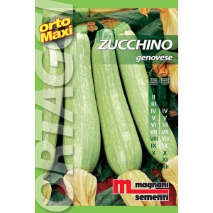 Confezione di semi di zucchino genovese, semi per l'orto.
