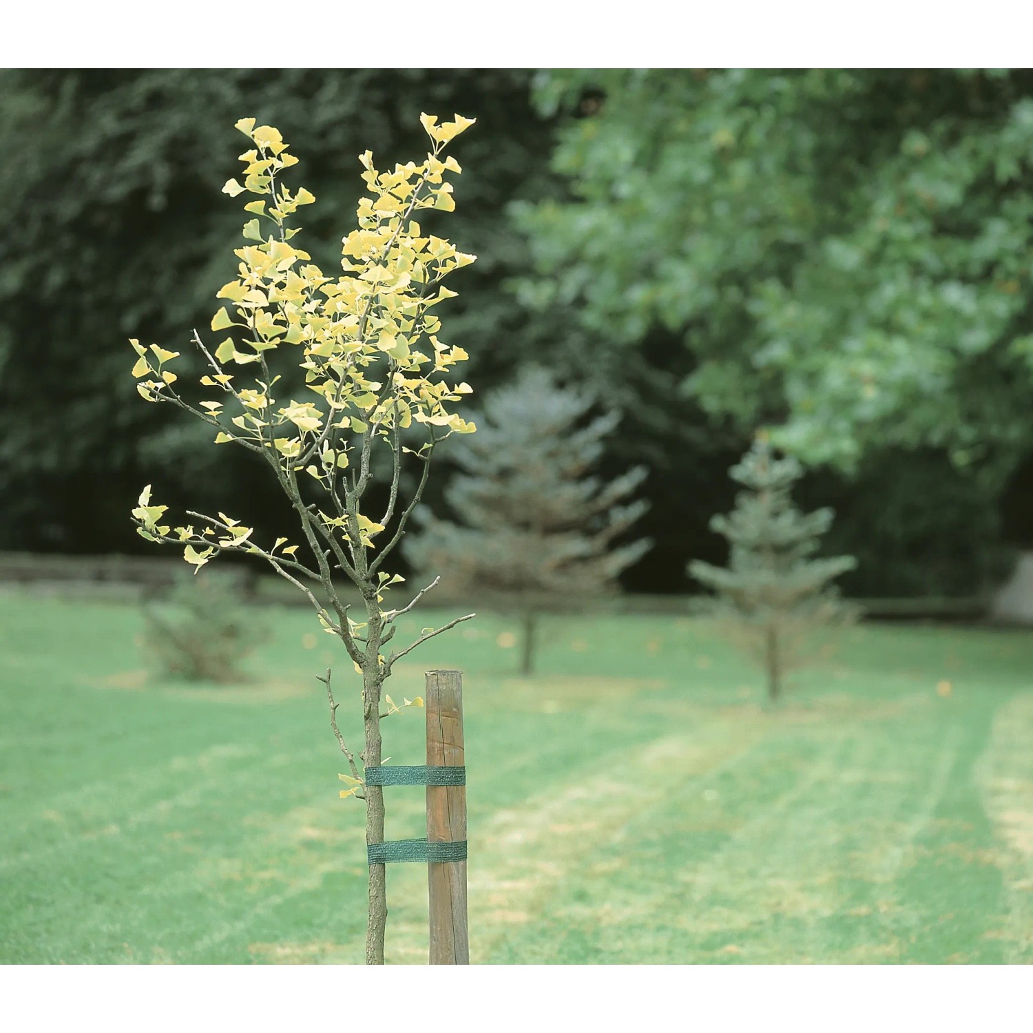Giovane albero fissato con tutore (3 m) in giardino.