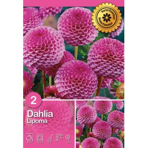 Dalia 'Lipoma': Fiore rosa a forma di palla, ideale per aiuole e vasi.