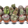 Vari cactus in vaso su un vassoio. Piante d'appartamento decorative.