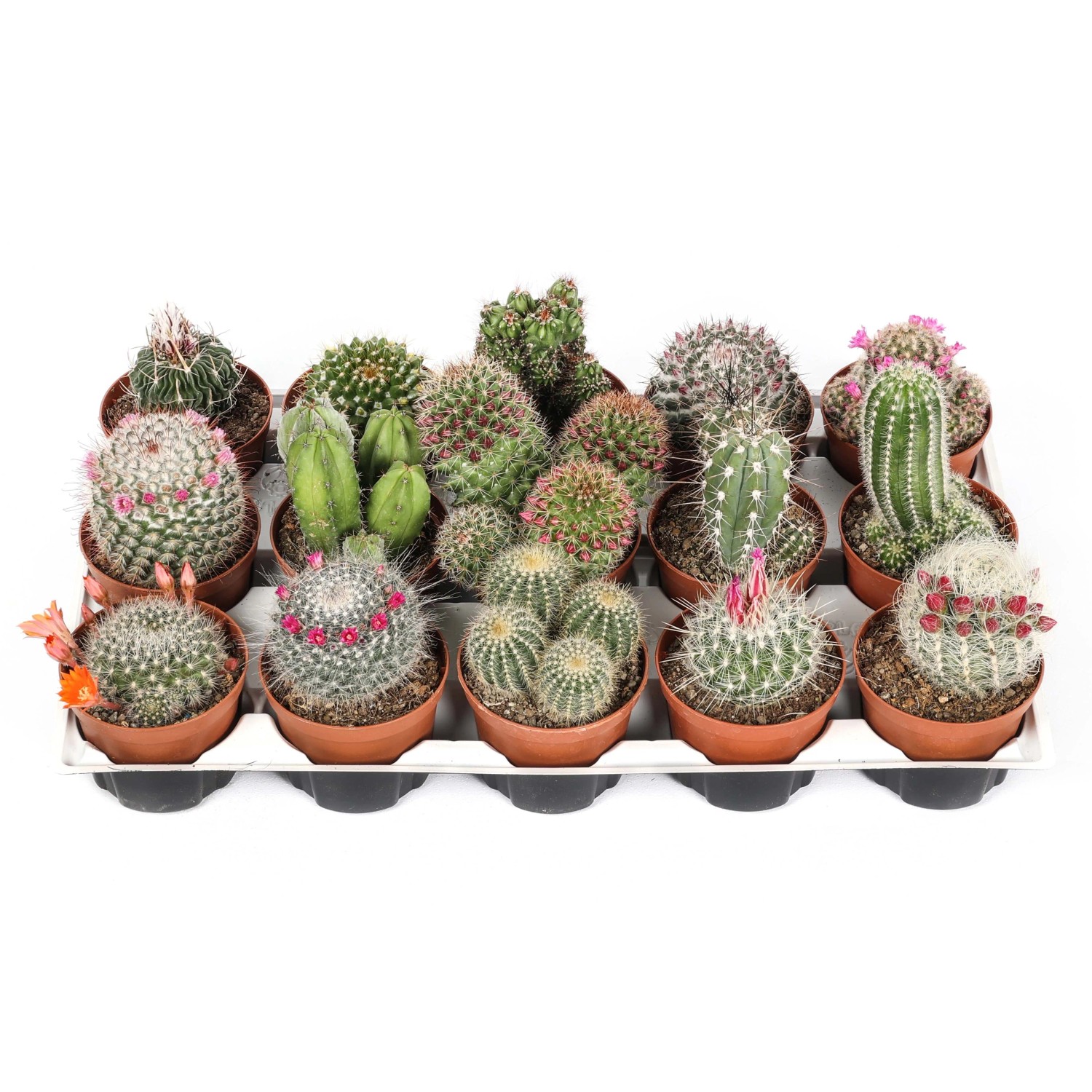 Vari cactus in vaso su un vassoio. Piante d'appartamento decorative.