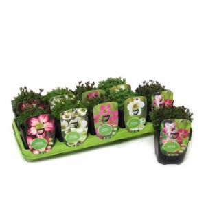 Vassoio di varie piante perenni t.b.t. per il giardino.