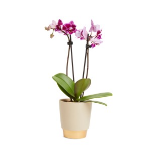 Orchidea fiorita in vaso con fiori bicolore.