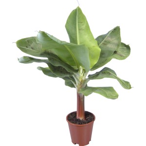 Banana ornamentale Tropicana in vaso, foglie verdi, pianta esotica da interno.